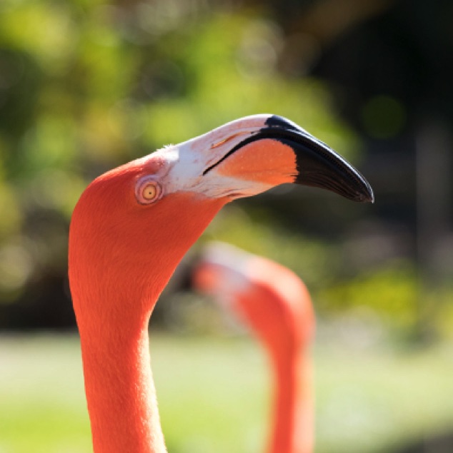 Proud Flamingo
Sarasota Jungle Gardens
Sarasota FL